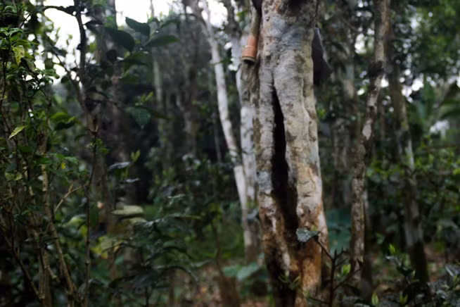 Xứ Cùa (xã Cam Chính và Cam Nghĩa, huyện Cam Lộ, Quảng Trị) nổi tiếng trong vùng với những vườn chè cao chót vót tuổi đời hàng trăm năm. Ảnh: Plo.