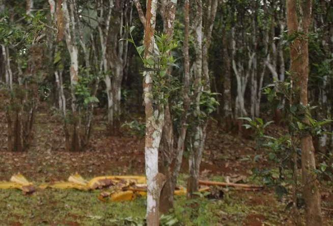 Chè cổ thụ không cần chăm sóc nhiều nhưng vẫn giúp các gia đình có thêm thu nhập khoảng 20 triệu đồng/năm. Ảnh: Plo.