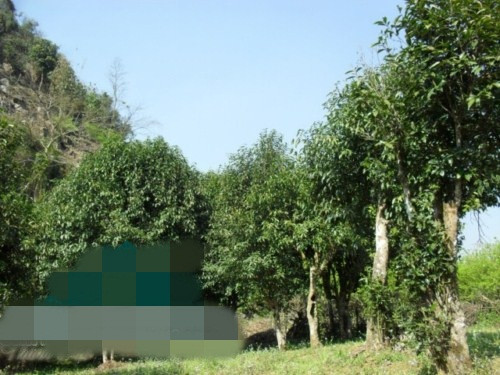 Chè cổ thụ Chờ Lồng được trồng ở thảo nguyên Châu Mộc từ cách đây khoảng 200 năm. Cây chè cổ thụ ở đây không to, không có các nhánh đan cài vào nhau như suối Giàng, mà thường mọc thẳng và xòe các nhánh lên trên nhiều hơn. Ảnh: Dulichmocchau.