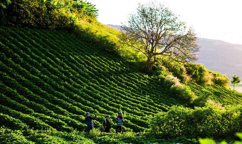 Vườn chè Bắc Biển Hồ (huyện Chư Pah, Gia Lai) có lịch sử hình thành từ năm 1917 với diện tích hơn 1.100 ha. Ảnh: Phuvanghotel.
