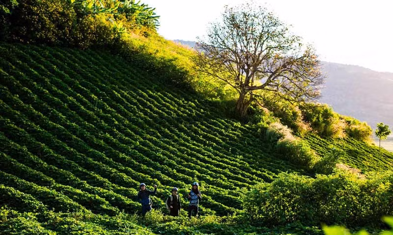 Vườn chè Bắc Biển Hồ (huyện Chư Pah, Gia Lai) có lịch sử hình thành từ năm 1917 với diện tích hơn 1.100 ha. Ảnh: Phuvanghotel.