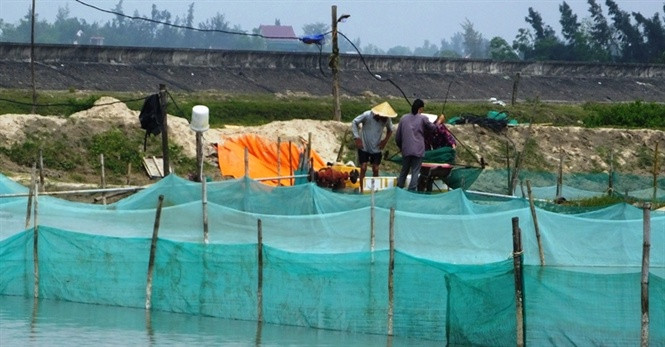 Sau hơn chục năm nuôi tôm thất bại, người dân xã Cẩm Lĩnh, huyện Cẩm Xuyên (Hà Tĩnh) đã chuyển sang nuôi ốc hương. Ảnh: Nongnghiep.