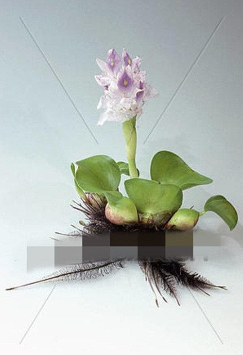 Dưới bàn tay khéo léo của nghệ nhân, những cánh lá bèo tây làm nền cho bông hoa tỏa sáng. Ảnh: Fotosearch.