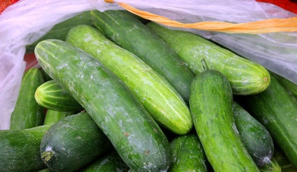 Năng suất năm nay đạt trên 1,5 tấn/ha, cao hơn các vụ khác nhưng khó bán vì ít tiểu thương thu mua. Ảnh: Baonghean.