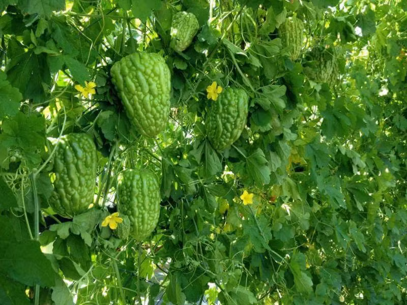 Trên thị trường trái khổ qua trái tim chưa được bán rộng rãi. Tuy nhiên, hạt giống khổ qua trái tim thì được nhiều mua. Ảnh: FB Thanh Nguyen‎.