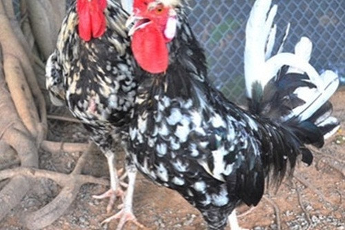 Gà Quý phi (hay còn gọi là gà Hoàng gia) có nguồn gốc từ Anh. Ảnh: Vuonchimviet.