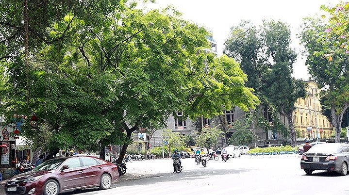 Những gốc sưa trăm tuổi có giá vài chục tỷ đồng. Ảnh: VOV.