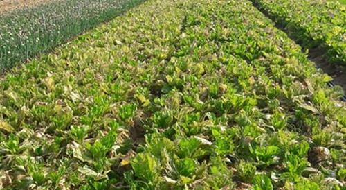 Có ruộng bà con không buồn thu hoạch, rau cải trở nên già héo. Ảnh: Baonghean.