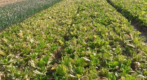 Có ruộng bà con không buồn thu hoạch, rau cải trở nên già héo. Ảnh: Baonghean.