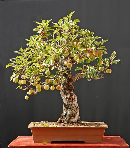 Chậu bonsai cherry cổ 25 năm tuổi. Ảnh: Internet.
