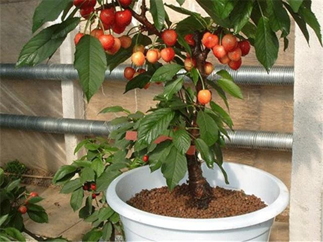 Cây cherry trồng trong chậu vừa trang trí vừa lấy trái. Ảnh: Dkn.