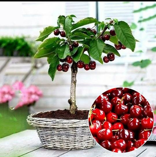 Cherry là loài cây ôn đới, được trồng nhiều nhất ở châu Âu. Ở Việt Nam, cây được trồng nhiều ở vùng đồng bằng sông Cửu Long, nhất là tỉnh Tiền Giang và xã Bình Phú, Bến Tre. Ảnh: Facebook.