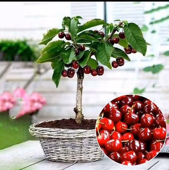 Cherry là loài cây ôn đới, được trồng nhiều nhất ở châu Âu. Ở Việt Nam, cây được trồng nhiều ở vùng đồng bằng sông Cửu Long, nhất là tỉnh Tiền Giang và xã Bình Phú, Bến Tre. Ảnh: Facebook.