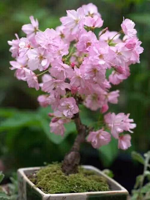 Bonsai cherry trổ bông đẹp mắt. Ảnh: Facebook.