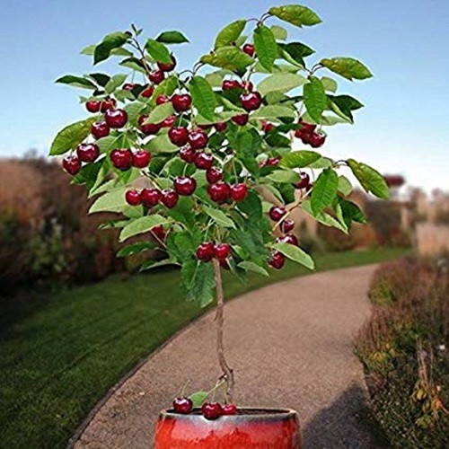 Cây cherry với quả màu mọng đỏ, tròn xoe, viên mãn, trĩu cành thể hiện sự sung túc. Ảnh: Amazon.