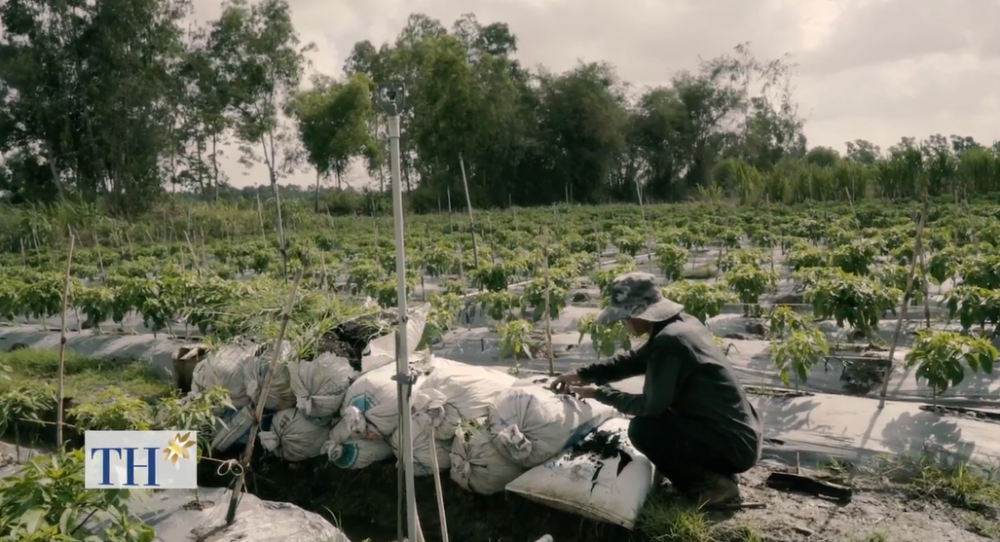 Vườn ớt hữu cơ của ông Lâm Văn Vớt tại xã Hầm Giang (Trà Cú, Trà Vinh) không chỉ phục vụ nhu cầu trong nước mà còn xuất khẩu sang thị trường khó tính như Mỹ và Malaysia. Ảnh: Nongnghiepsach.