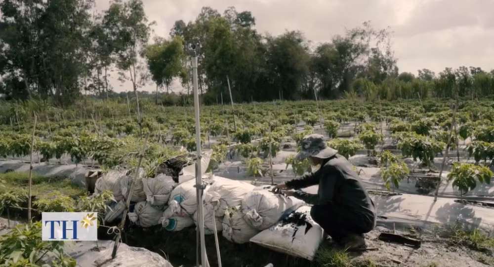 Vườn ớt hữu cơ của ông Lâm Văn Vớt tại xã Hầm Giang (Trà Cú, Trà Vinh) không chỉ phục vụ nhu cầu trong nước mà còn xuất khẩu sang thị trường khó tính như Mỹ và Malaysia. Ảnh: Nongnghiepsach.