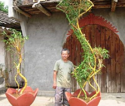 Chậu tre cảnh mang hình dáng đất nước Việt Nam độc đáo. Ảnh: Suckhoedoisong.