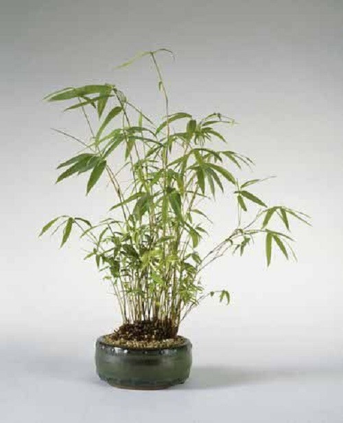 Tre tươi tốt bốn mùa nên có thể chơi quanh năm. Ảnh: Printest.