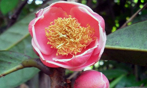 Hoa trà mi màu đỏ vùng Đạ Huoai, Đạ Tẻh, Cát Tiên.