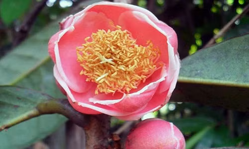 Hoa trà mi màu đỏ vùng Đạ Huoai, Đạ Tẻh, Cát Tiên.