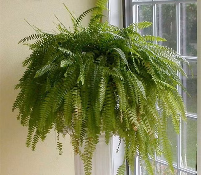 Dương xỉ cũng có thể trồng trong chậu treo đẹp mắt. Ảnh: Brightside.