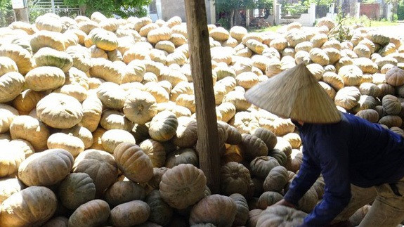 Dù giá rẻ nhưng nhiều người chấp nhận bán vì bí chín, đến lúc phải thu hoạch. Ảnh: VTC.