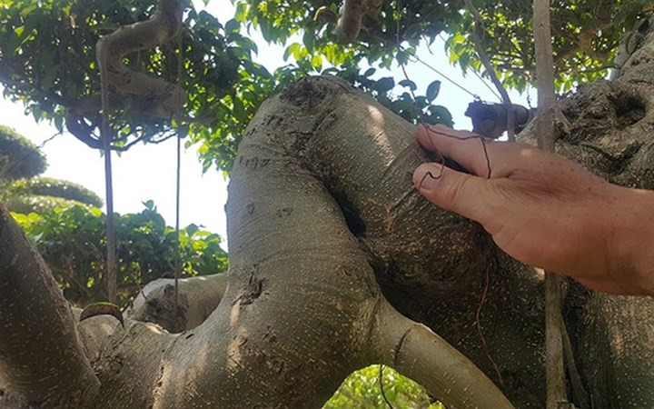 Điểm nhấn làm tăng giá trị của cây là tay hoành khi vươn ra khỏi thân bị gẫy gập một góc nhọn mà không cây nào có.