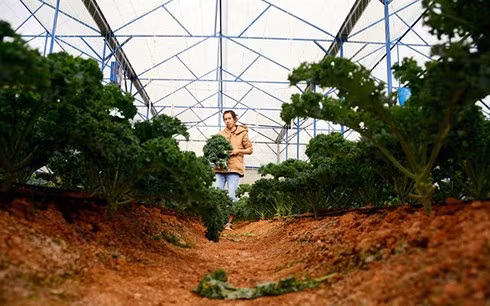 Khác hoàn toàn các giống rau cải ở Việt Nam, cải xoăn Kale nhập từ Mỹ đã được trồng thành công tại Đà Lạt (Lâm Đồng). Ảnh: Nongnghip.