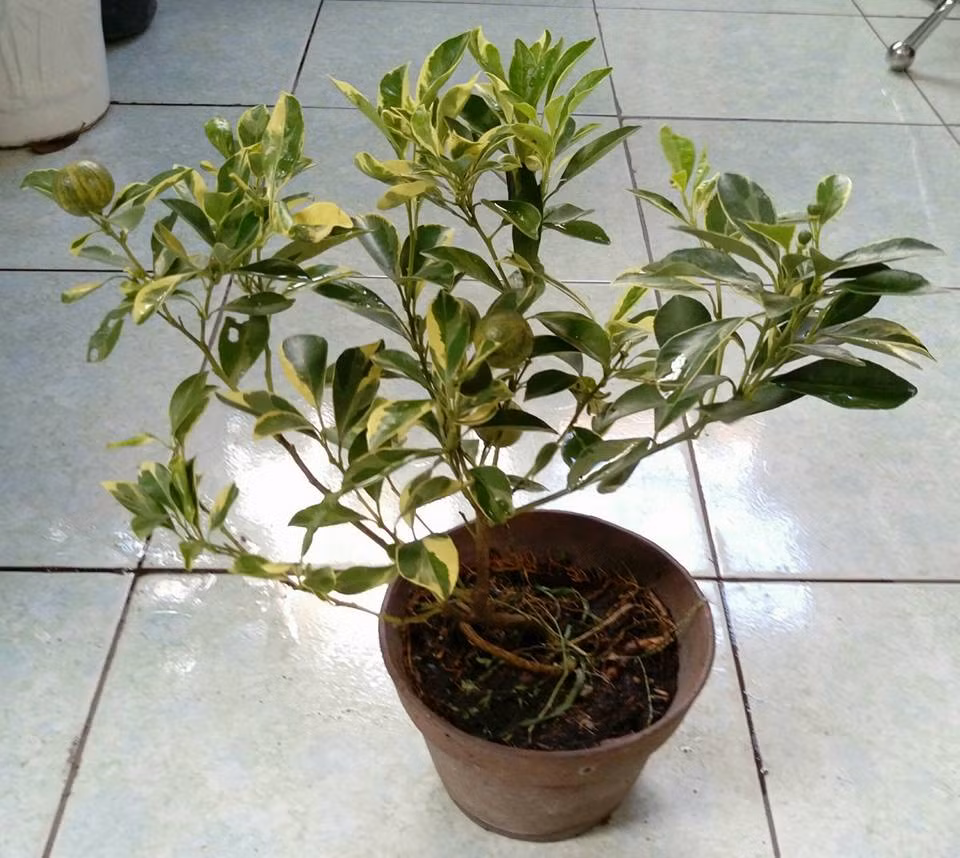 Giống cây lạ, đẹp mắt nên tắc cẩm thạch được các nghệ nhân trồng thành bonsai độc đáo. Ảnh: FB Cây Kiểng Thủy Mộc.