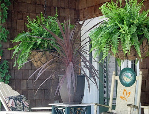 Vài chậu dương xỉ cũng đủ giúp góc ban công thêm tươi mới. Ảnh: Noithatnhavuon.