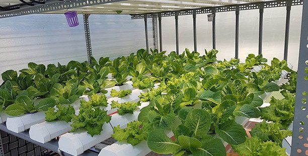 Những ống giàn ngang, dọc được sắp xếp một cách khoa học, đẹp mắt. Ảnh: Dân Việt.