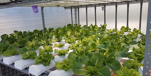 Những ống giàn ngang, dọc được sắp xếp một cách khoa học, đẹp mắt. Ảnh: Dân Việt.