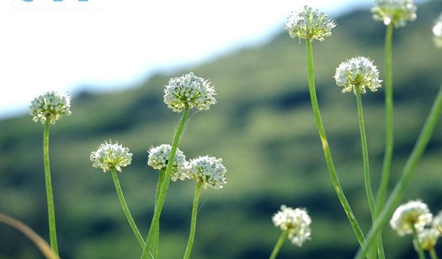 Mùa hoa hành Lý Sơn bắt đầu từ tháng 2-3 hàng năm kéo dài đến tháng 5. Ảnh: Baoquangngai.