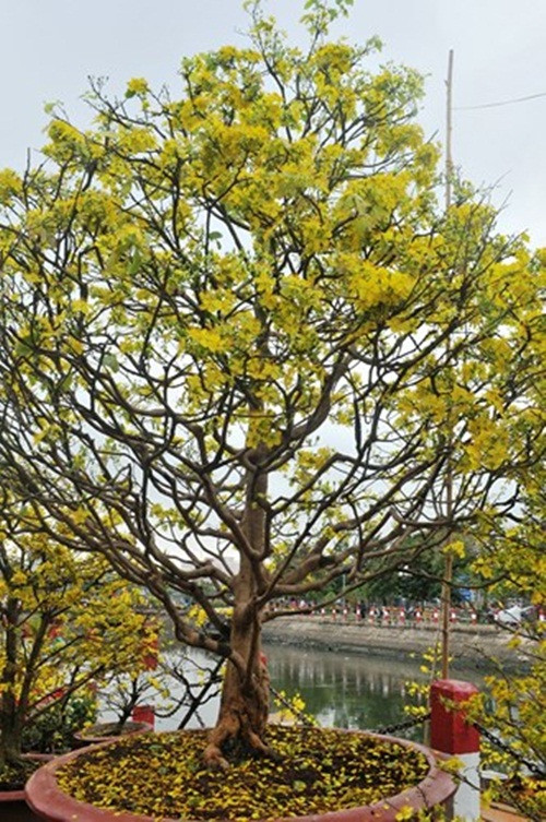 Do “sống lâu” cành nhánh cây mai cổ này rất săn chắc, bề hoành gốc mai rất rộng (Ảnh: Dân trí)