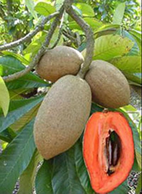 Mỗi cây hồng xiêm Thái Lan có giá dao động từ 350.000 - 700.000 đồng/cây, (tùy thuộc vào đời cây hay chiều cao cây giống), đắt gấp 30 lần so với giống hồng xiêm cát Việt Nam 20.000 - 25.000 đồng/cây. Ảnh: Printest.