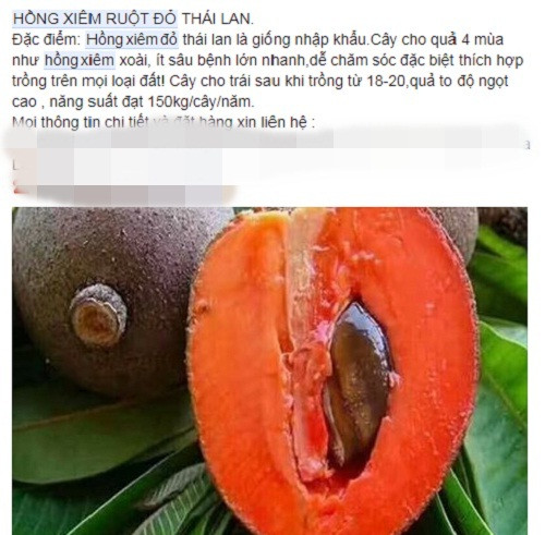 Gần đây trên chợ mạng xuất hiện nhiều chủ vườn rao bán cây giống hồng xiêm ruột đỏ mới lạ khiến dân tình chú ý. Ảnh chụp màn hình Facebook.