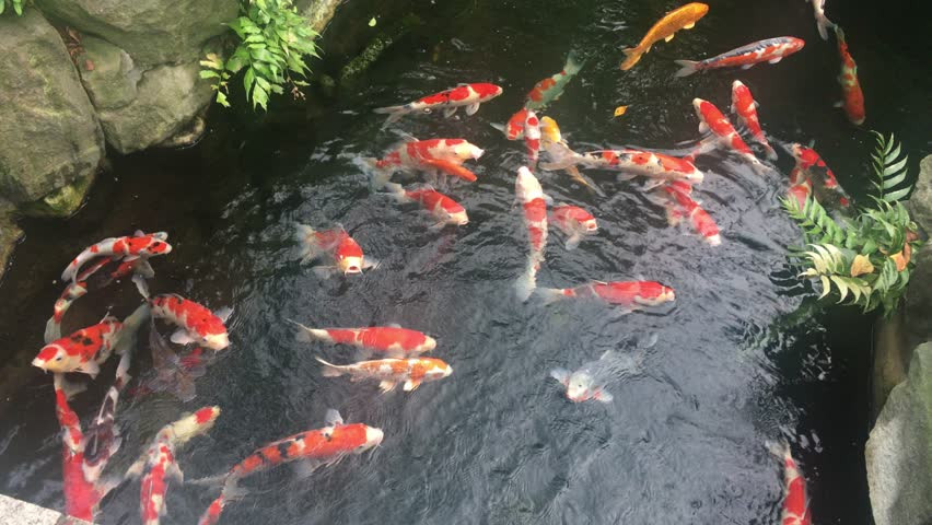 Sau này, trong quá trình nuôi, người dân nhận thấy vẻ đẹp của koi qua màu sắc xuất hiện trên thân cá và đã bắt đầu tiến hành lai tạo, phát triển thành nghề truyền thống nơi đây. Ảnh: Shutterstock.