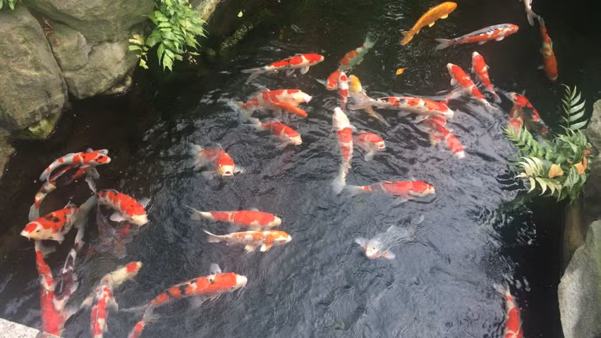 Sau này, trong quá trình nuôi, người dân nhận thấy vẻ đẹp của koi qua màu sắc xuất hiện trên thân cá và đã bắt đầu tiến hành lai tạo, phát triển thành nghề truyền thống nơi đây. Ảnh: Shutterstock.