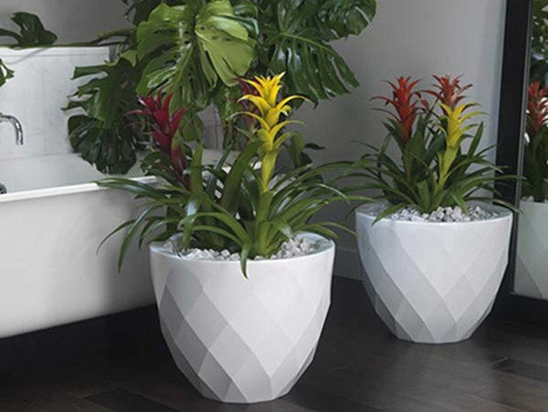 Khi cây lớn, để cây tiếp xúc với ánh nắng mặt trời từ 15-30 phút/ngày. Ảnh: Internet.