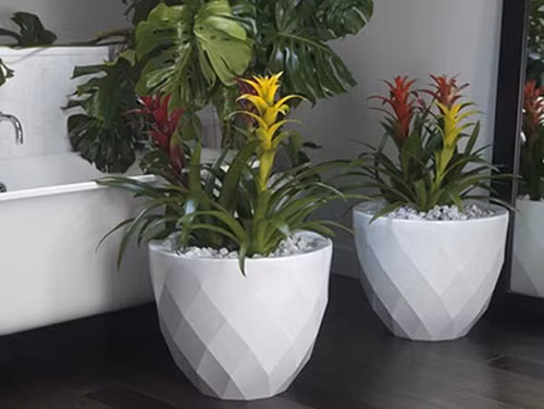 Khi cây lớn, để cây tiếp xúc với ánh nắng mặt trời từ 15-30 phút/ngày. Ảnh: Internet.