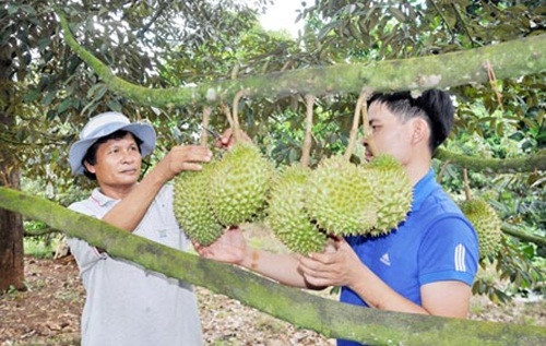 Mùa sầu riêng chín cũng là lúc các nhà vườn bước vào vụ thu hoạch. Ảnh: Baodongnai.