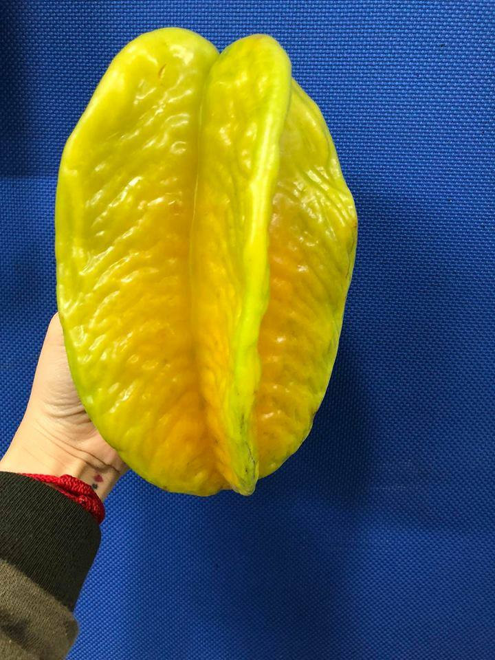 Vì trọng lượng khủng nên chỉ cần hai quả là đủ cho cả nhà thưởng thức. Ảnh: FB Hoa Quả Ưu Đàm.