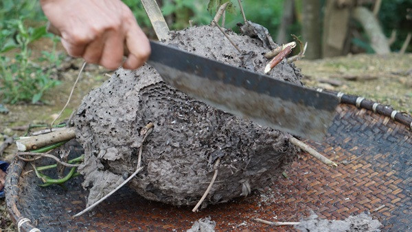 Kiến bò rất nhanh nên việc lấy ổ kiến phải làm gọn gàng. Nếu chậm sẽ bị kiến đốt sưng khắp người. Ảnh: Dân Việt.