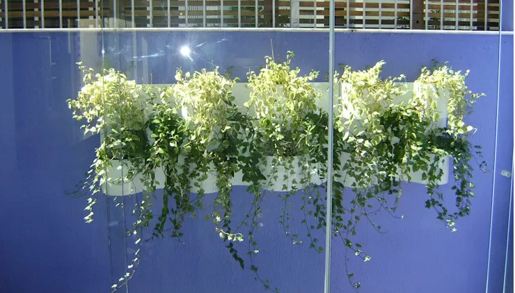 Những chậu dây leo vừa là điểm nhấn vừa che lấp được các khuyết điểm trong xây dựng như tường lở, màu sơn không đẹp mắt.