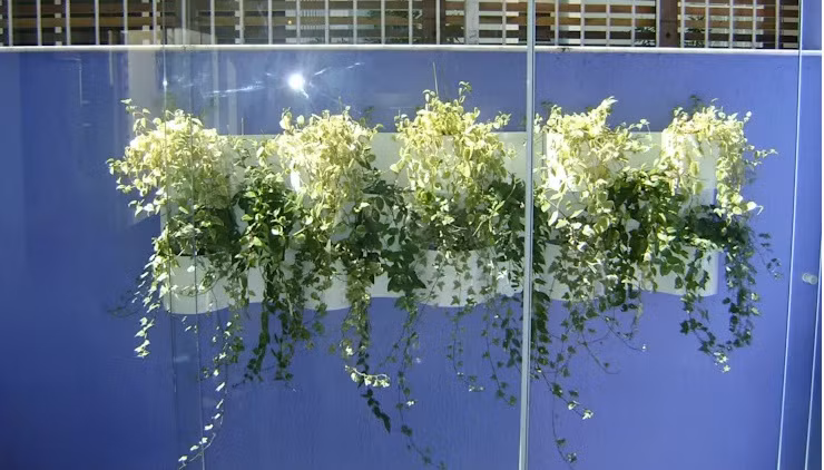 Những chậu dây leo vừa là điểm nhấn vừa che lấp được các khuyết điểm trong xây dựng như tường lở, màu sơn không đẹp mắt.