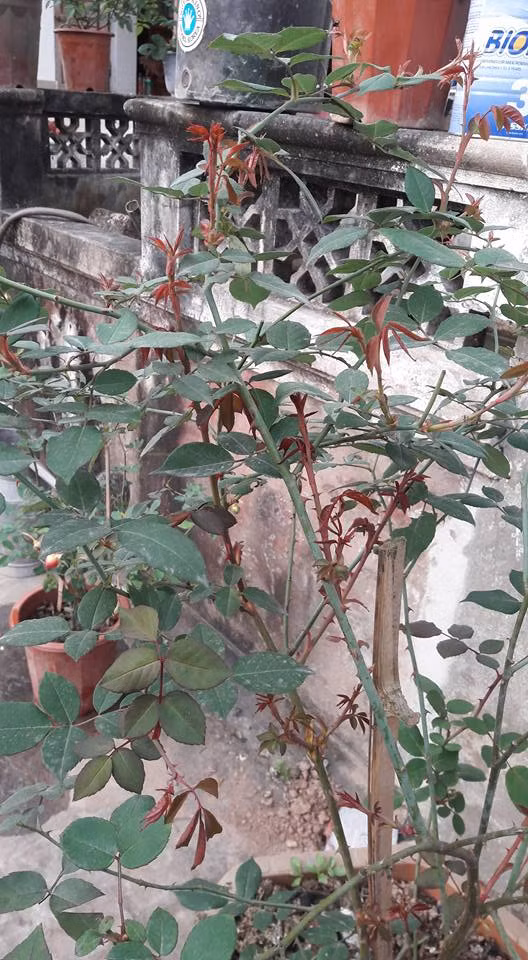 Thường xuyên tỉa bỏ các lá già, cành tăm hương để tán cây được thông thoáng, giảm sâu, bệnh. Ảnh: FB Kun Mit.