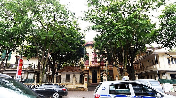 Các cây sưa đỏ này phần lớn cao từ 4-8 mét. VOV.