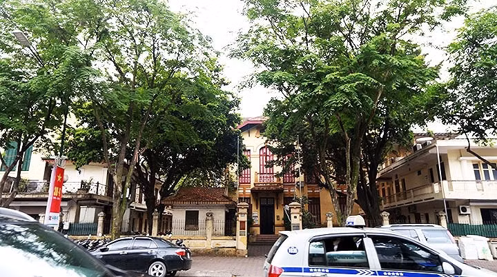 Các cây sưa đỏ này phần lớn cao từ 4-8 mét. VOV.