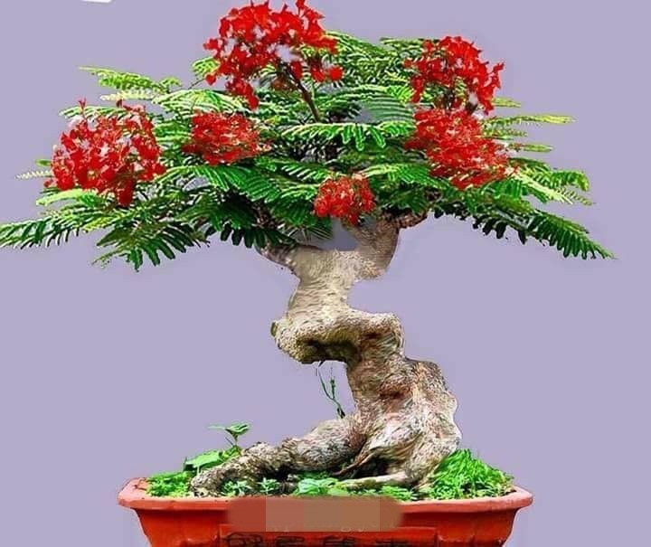 Chậu bonsai hoa phượng đỏ sở hữu thân gồ ghề, mang tính thẩm mỹ cao. Ảnh: FB ông già hải phòng.